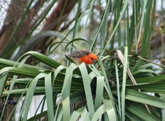 Foudia madagascariensis