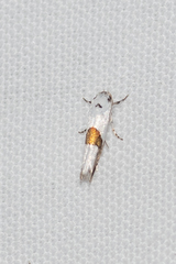 Niphonympha oxydelta