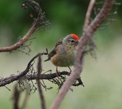 Foudia madagascariensis