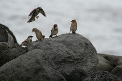 Passer domesticus