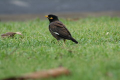 Acridotheres tristis