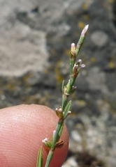 Polygonum novoascanicum