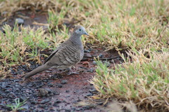 Geopelia striata