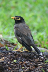 Acridotheres tristis