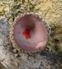 Calostoma fuscum