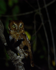 Megascops guatemalae