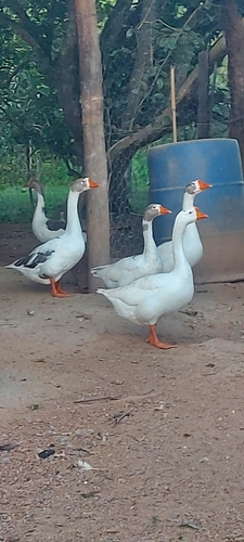 Greylag × Swan Goose