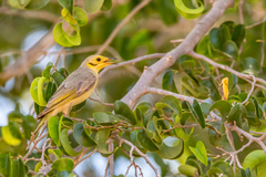Ptilotula flavescens