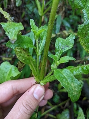 Sigesbeckia jorullensis