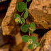 Euphorbia kischenensis - Photo (c) Morten Ross, μερικά δικαιώματα διατηρούνται (CC BY-NC), uploaded by Morten Ross