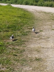 Columba livia domestica