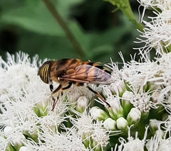 Eristalinus taeniops
