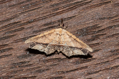 Philogethes metableta