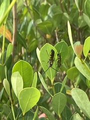 Dielis trifasciata