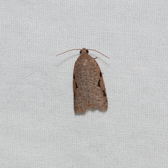 Meritastis piperata