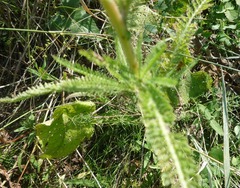 Achillea pannonica