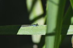 Acanthagrion hildegarda