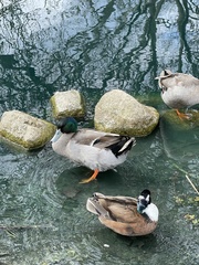 Anas platyrhynchos domesticus