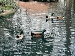 Anas platyrhynchos domesticus