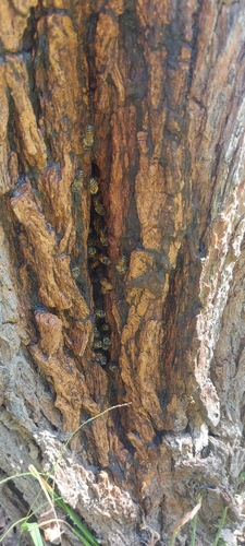 Western Honey Bee