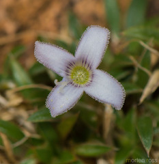 Oldenlandia pulvinata image