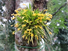 Acianthera sonderiana