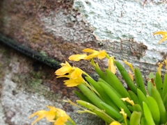 Acianthera sonderiana