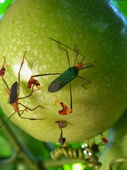 Anisoscelis foliaceus