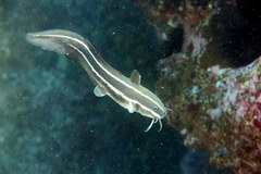 Striped Eel Catfish photo 4