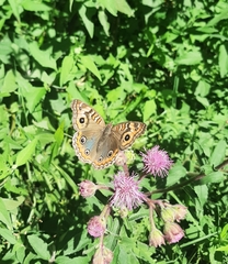 Junonia genoveva
