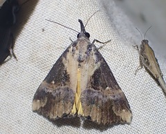 Dichromia quinqualis