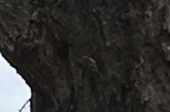 Certhia americana