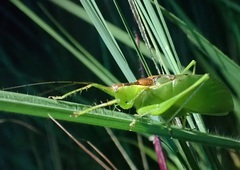 Hexacentrus mundurra