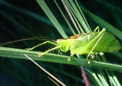 Hexacentrus mundurra