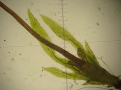 Fissidens gracilifolius