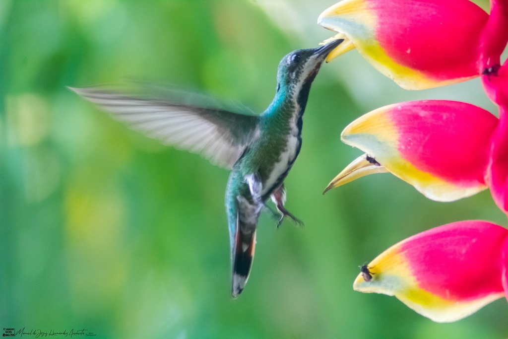 Green-breasted Mango from Guayacan la Lomita, 29960 Palenque, Chis