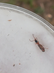 Demetrias imperialis