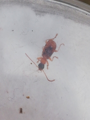 Demetrias imperialis