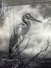 Ardea cinerea