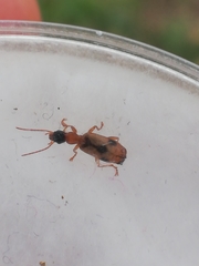 Demetrias imperialis