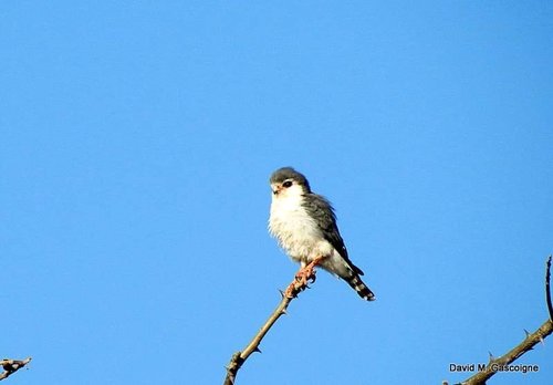 Pygmy Falcon