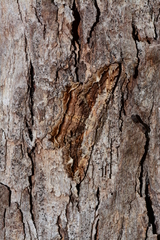 Scioglyptis lyciaria