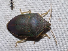 Coleotichus excellens