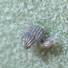 Danaus plexippus megalippe