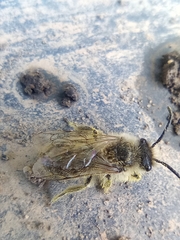 Colletes cunicularius