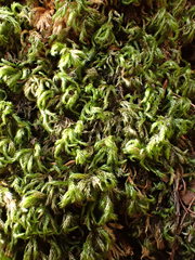 Plasteurhynchium striatulum