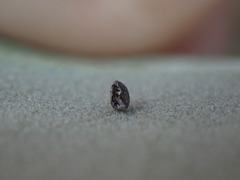 Danaus plexippus megalippe