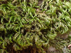 Plasteurhynchium striatulum