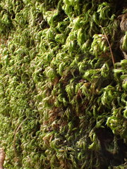 Plasteurhynchium striatulum