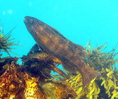 Olisthops cyanomelas